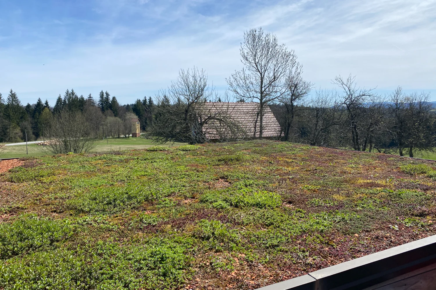 Blick auf das Gründach