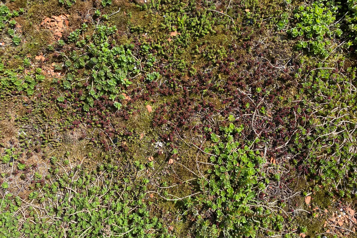 Pflanzen auf dem Flachdach