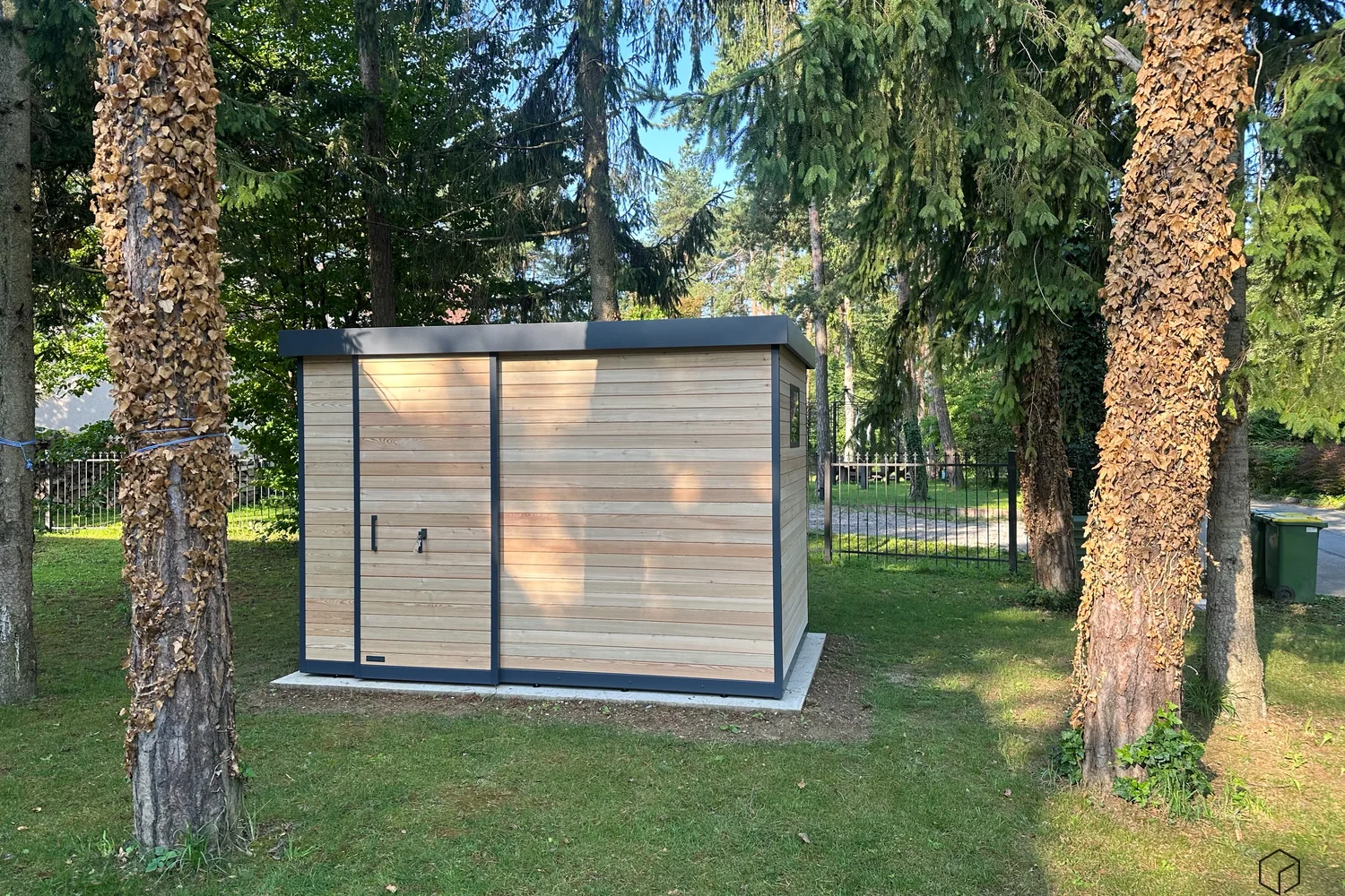 Siberian larch-1