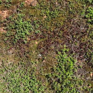 Pflanzen auf dem Flachdach